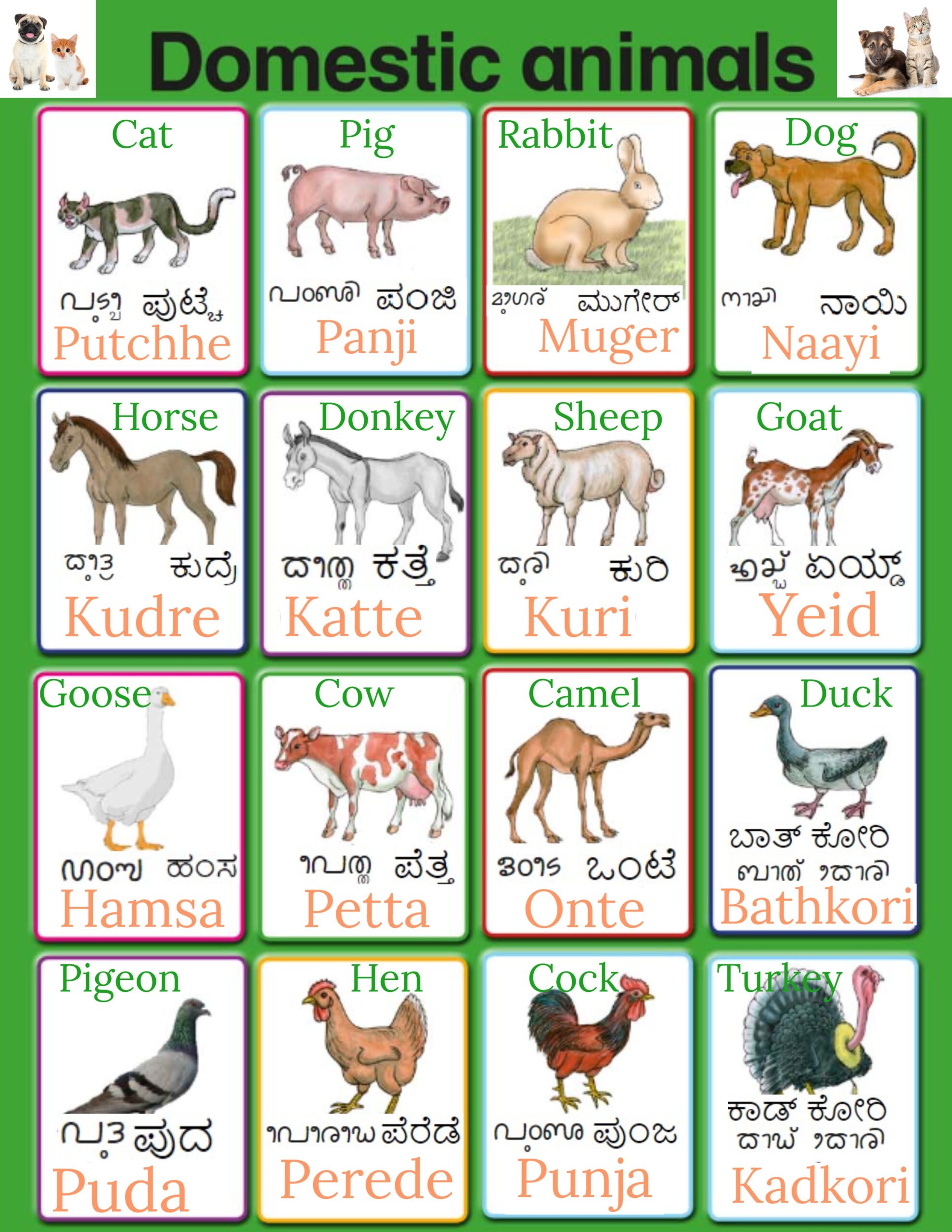 Domestic Animals in Tulu Language