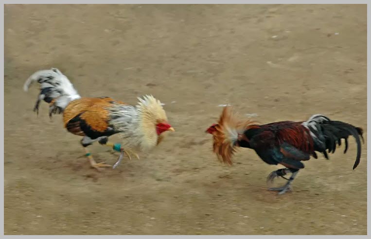 Cockfight in Coastal Karnataka and Tulunadu