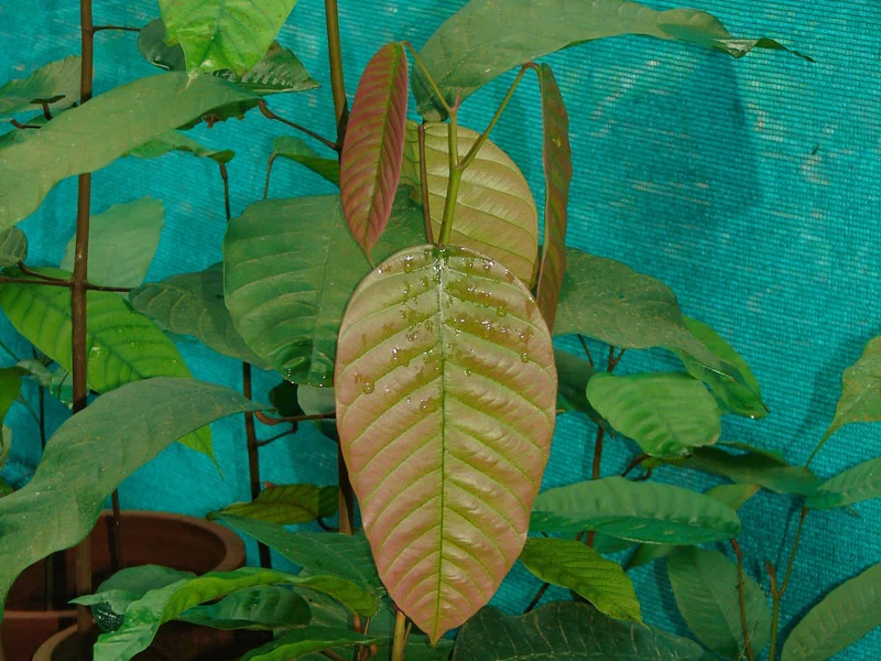 Vateria-macrocarpa