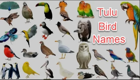 Bird Names in Tulu
