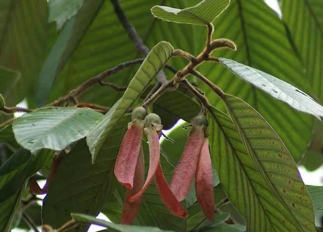 Dipterocarpus indicus