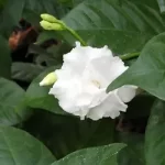 Double Flowering Crape Jasmine in tulu