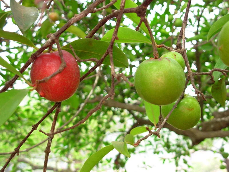 Garcinia indica or Kokum or Punarpuli