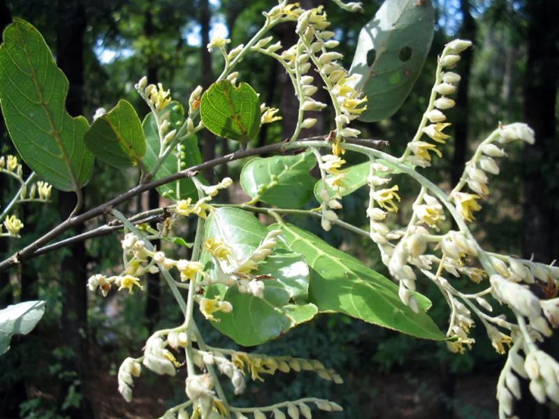 Western Ghats Endemic Species Bale Tulu Kalpuga
