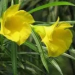 Indian Oleander - Karaveera Poo In Tulu