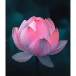 Lotus thaamare in tulu
