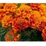 Marigold-flower gonde poo in tulu 