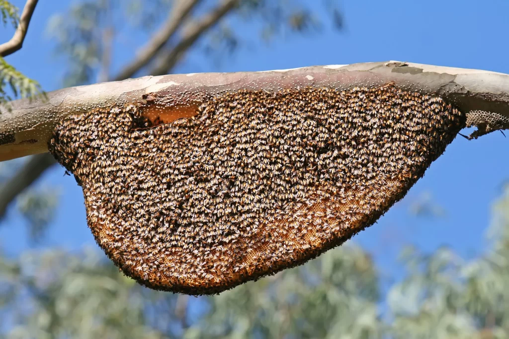 Natural Beehive and Honeycombs