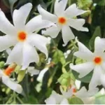 Night Flowering Jasmine - Kannada Name - Harasingar