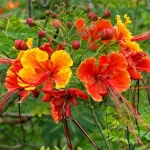 Peackcok-Flower-Kannada-Name-Meese-Hoovu