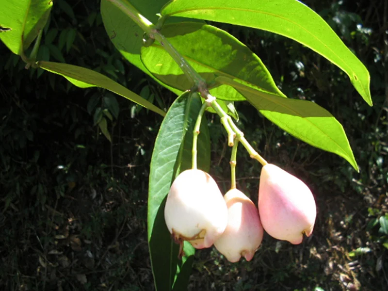 Syzygium munronii