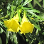 Yellow Oleander -Kaadu Kanagile in Kannada