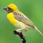 baya-weaver-bird-kannada-and-tulu-names