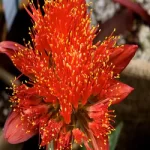 blood-lily-in-kannada