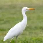 cattle-egret-govakki-in-kannada-and-tulu