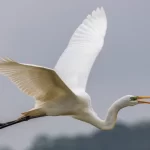 crane-white-kokkare-in-tulu