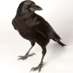 crow-kakke-in-tulu