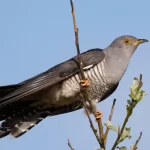 cuckoo-kannada-and-tulu-names