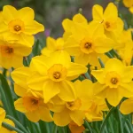 daffodil-kannada-name