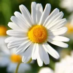 daisy-flower-in-kannada