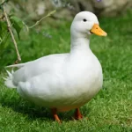 duck-kannada-and-tulu-name