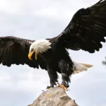 eagle-kannda-tulu-name