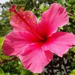 hibiscus-daasaala-in-tulu