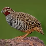 jungle-bush-quail-kaadu-burli-in-kannada-and-tulu