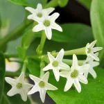 night-blooming-jasmine-in-kannada