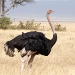 ostrich-kannada-and-tulu-names