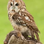 owl-kannada-and-tulu-name
