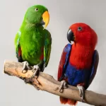 parrot-kannada-and-tulu-names
