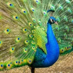 peacock-kannada-and-tulu-names