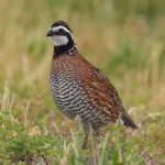quail-kannada-and-tulu-names