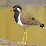 red-wattled-lapwing-kannada-and-tulu-names