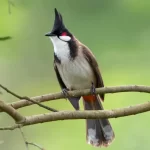 red-whiskered-bulbul-kannada-and-tulu-names