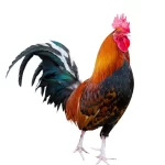 rooster-kannada-and-tulu-names
