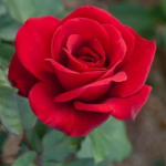 rose gulabi in tulu
