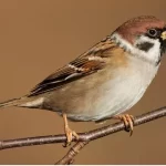 sparrow-kannada-and-tulu-names