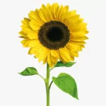 sunflower-in-kannada