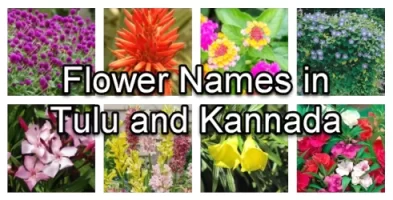 tulu-flowers-and-kannada-flowers