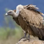 vulture-kannada-and-tulu-names
