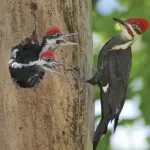 woodpecker-kannada-and-tule-names