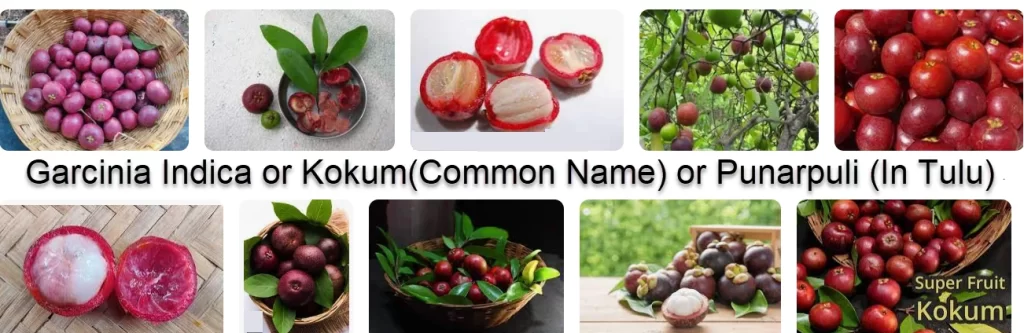 Kokum Fruit or Punarpuli