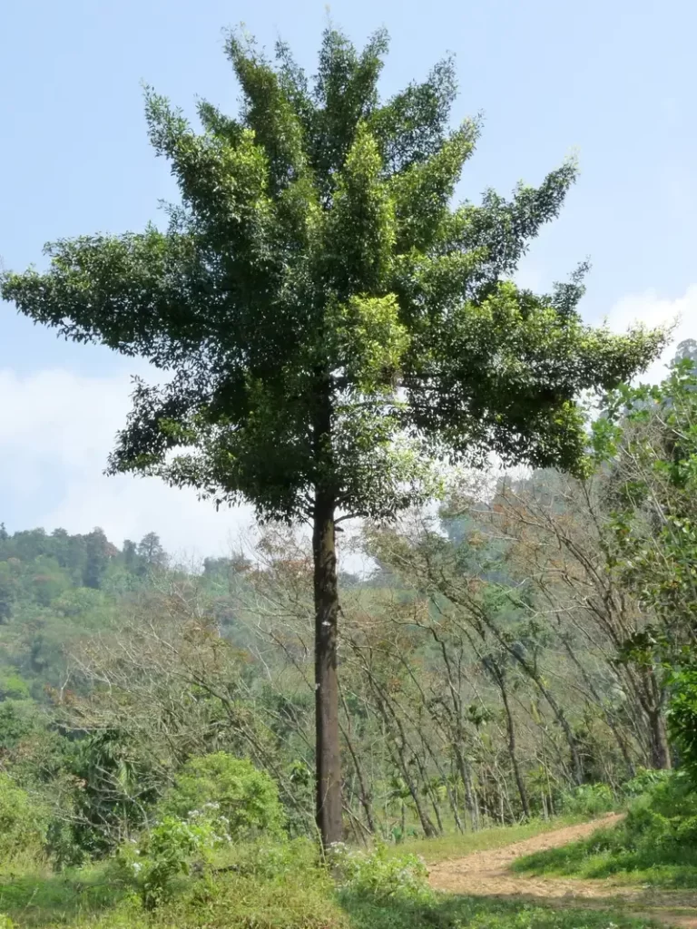 Garcinia Cambogia or Kudampuli Tree